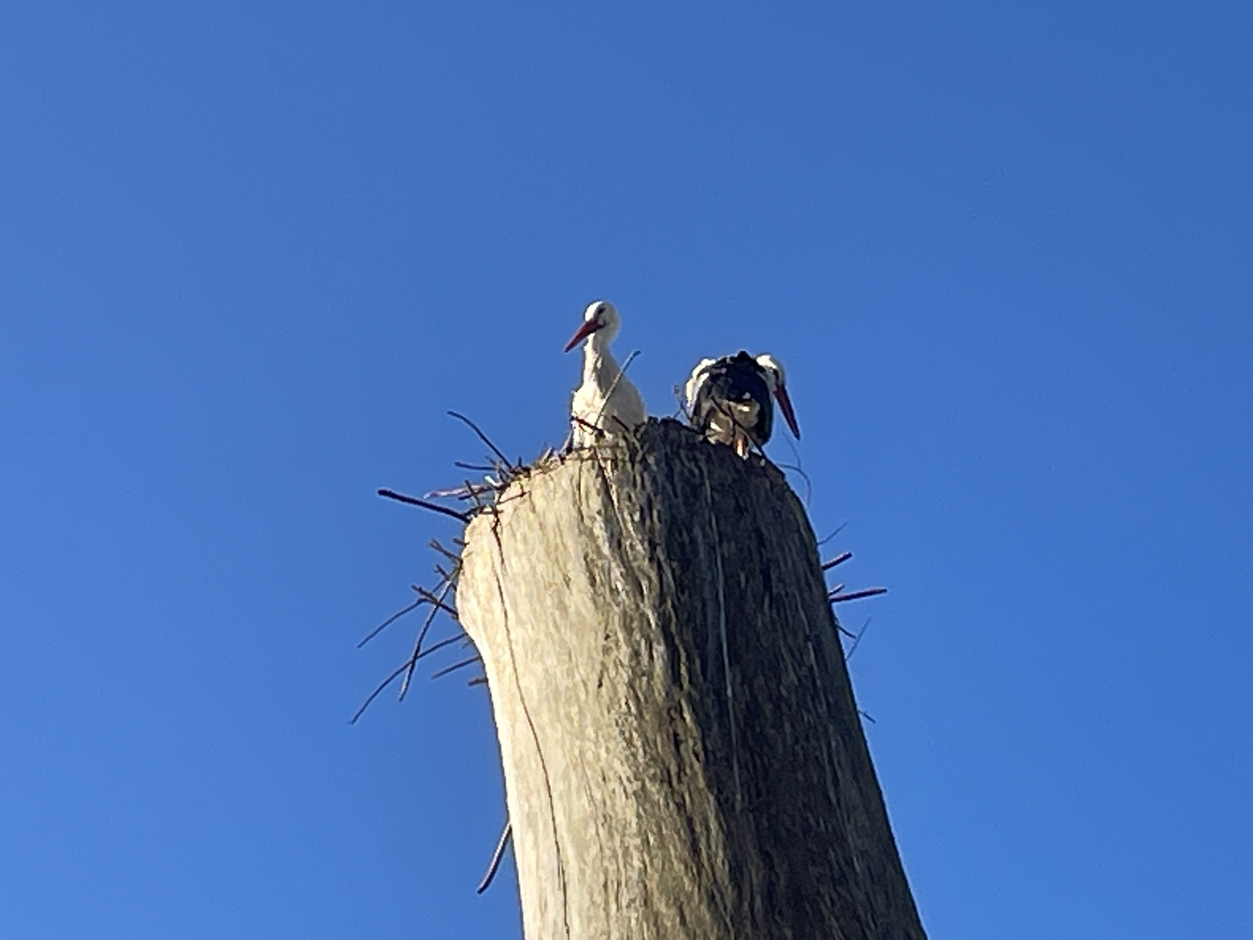 new life